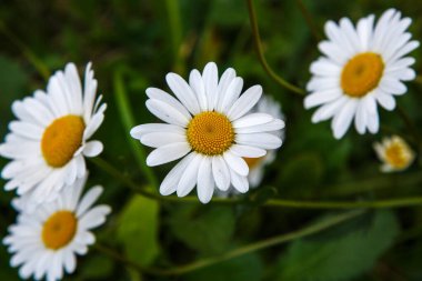 Çiçek açan papatyalar, bulanık yeşil arka plan.