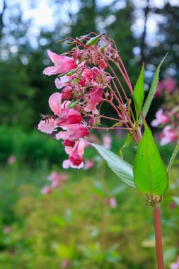 Açan pembe Impatiens Glandulifera, yakın plan..