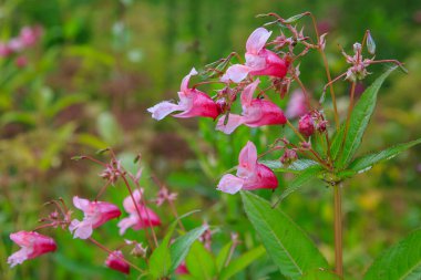 Açan pembe Impatiens Glandulifera, yakın plan..