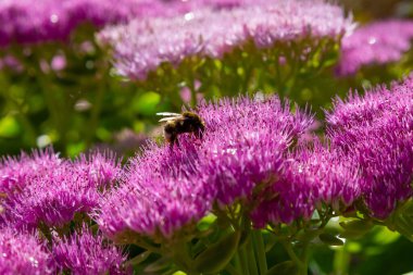 Parlak pembe tüylü Sedum Spuryum Roseum