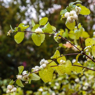 Symphoricarpos albusunun yakın görüntüsü