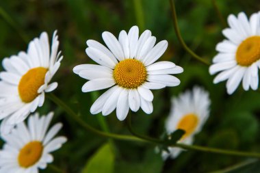 Çiçek açan papatyalar, bulanık yeşil arka plan.