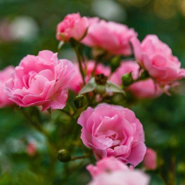 Parlak pembe güller, çiçek açan çalılar.