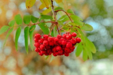 Rowan meyveleri sonbahar ağacında olgunlaşır.
