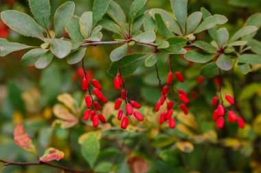 Berberi çalıları olgunlaşmış kırmızı meyvelerle