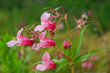 Açan pembe Impatiens Glandulifera, yakın plan..