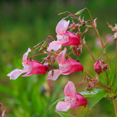 Açan pembe Impatiens Glandulifera, yakın plan..