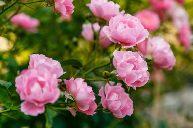 Parlak pembe güller, çiçek açan çalılar.