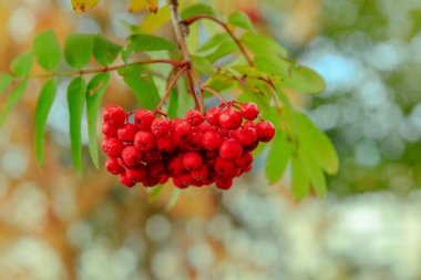 Rowan meyveleri sonbahar ağacında olgunlaşır.