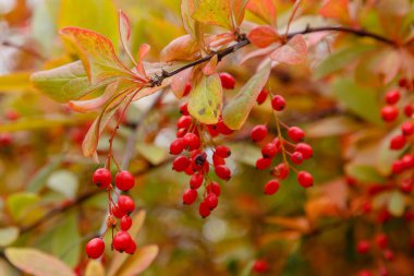 Berberi çalıları olgunlaşmış kırmızı meyvelerle