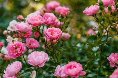 Parlak pembe güller, çiçek açan çalılar.