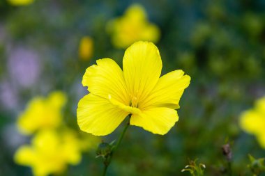 Parlak sarı Linum aroması