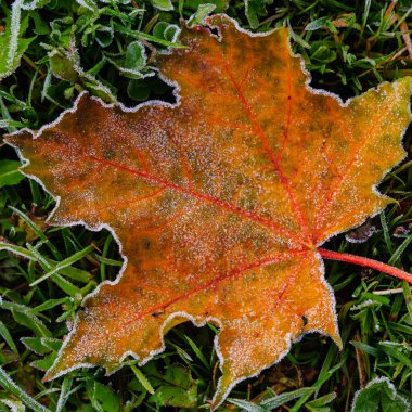 Buzla kaplı sonbahar yapraklarının ayrıntılı görünümü