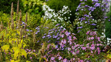Parlak çiçek açan yıldızların yakın görüntüsü