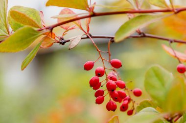 Berberi çalıları olgunlaşmış kırmızı meyvelerle