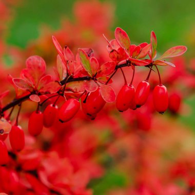 Berberi çalıları olgunlaşmış kırmızı meyvelerle
