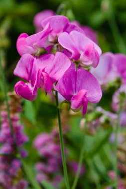 Lathyrus çiçeklerinin detaylı görünümü