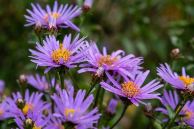 Yumuşak menekşe Aster nova-angliae
