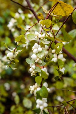 Symphoricarpos albusunun yakın görüntüsü