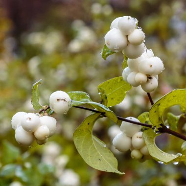 Symphoricarpos albusunun yakın görüntüsü
