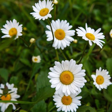 Çiçek açan papatyalar, bulanık yeşil arka plan.