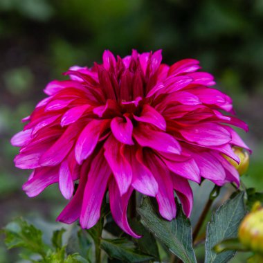 Yıldız çiçeğinin yakın görüntüsü