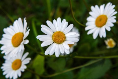 Çiçek açan papatyalar, bulanık yeşil arka plan.