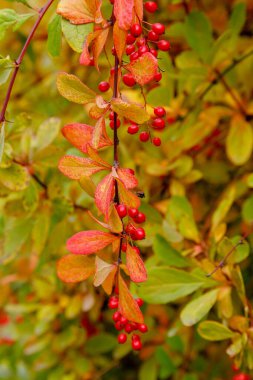 Berberi çalıları olgunlaşmış kırmızı meyvelerle