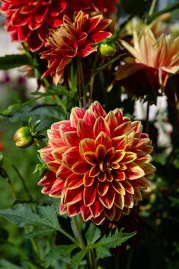 Yıldız çiçeğinin yakın görüntüsü