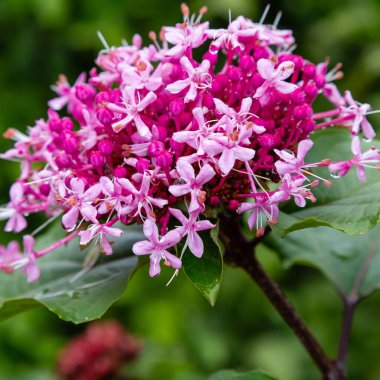Clerodendrum bungei, çiçek açan çiçeklerin yakın görüntüsü.
