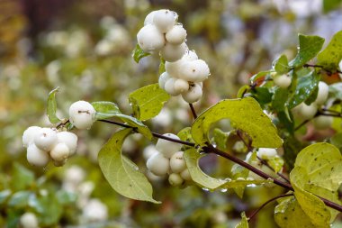 Symphoricarpos albusunun yakın görüntüsü