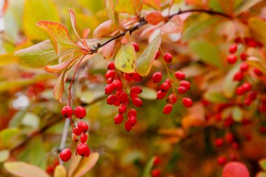 Berberi çalıları olgunlaşmış kırmızı meyvelerle