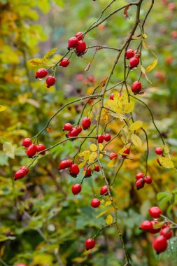 Olgunlaşan gül ağacı, yakın plan.