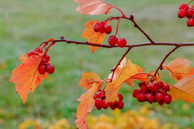 Rowan meyveleri sonbahar ağacında olgunlaşır.
