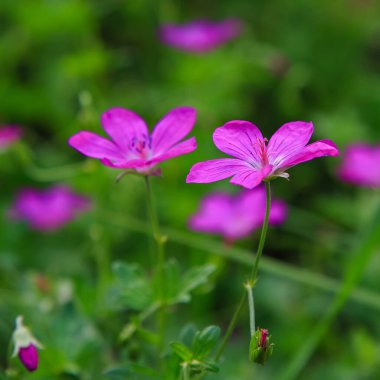 Parlak mor sardunya müfredat çiçekleri