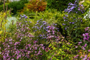 Parlak çiçek açan yıldızların yakın görüntüsü
