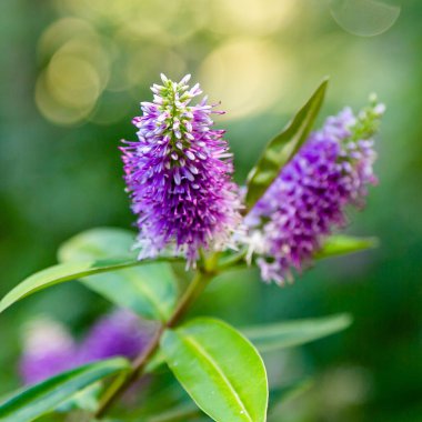 Hebe Specosa 'nın ayrıntılı görünümü