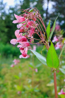 Açan pembe Impatiens Glandulifera, yakın plan..