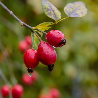 Olgunlaşan gül ağacı, yakın plan.