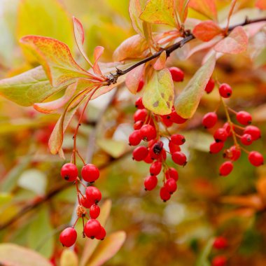 Berberi çalıları olgunlaşmış kırmızı meyvelerle