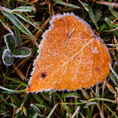 Buzla kaplı sonbahar yapraklarının ayrıntılı görünümü
