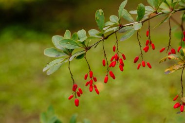 Berberi çalıları olgunlaşmış kırmızı meyvelerle