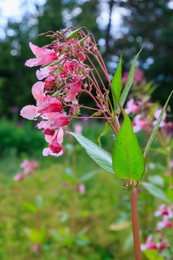 Açan pembe Impatiens Glandulifera, yakın plan..
