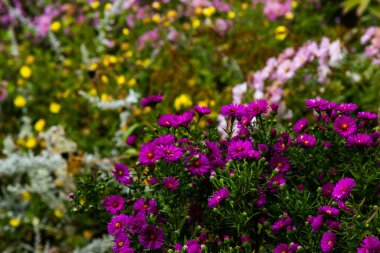 Parlak çiçek açan yıldızların yakın görüntüsü