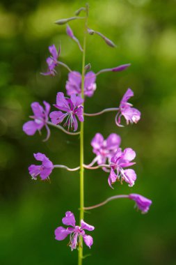 Açan Chamaenerion angustifolium, yakın plan..