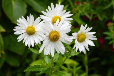 Leucanthemella serotina yaz bahçesinde