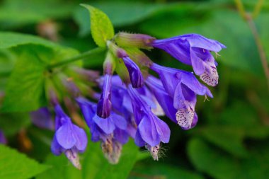 Dracocephalum fındık çiçeklerine yakından bak.