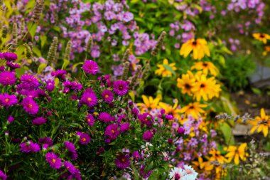 Parlak çiçek açan yıldızların yakın görüntüsü