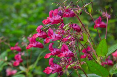 Açan pembe Impatiens Glandulifera, yakın plan..