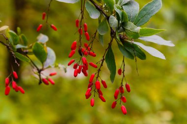 Berberi çalıları olgunlaşmış kırmızı meyvelerle